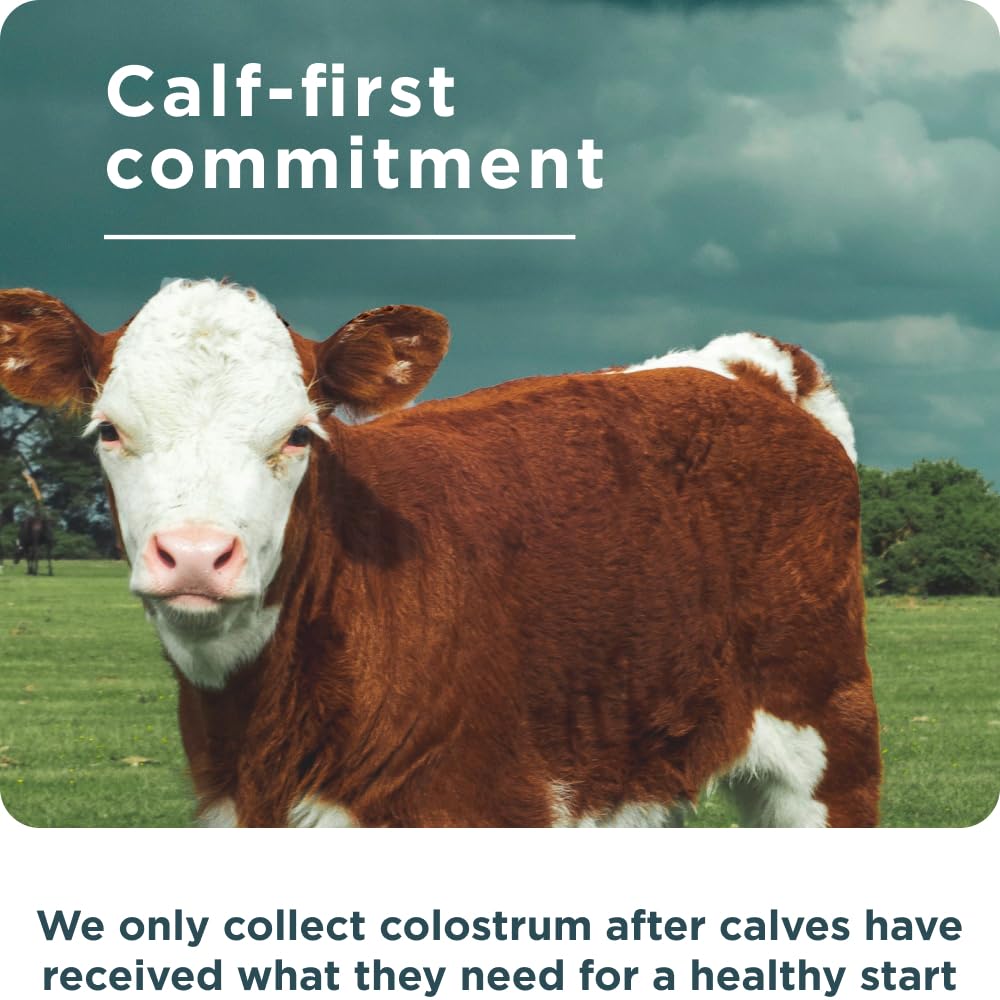 Unflavored colostrum powder in scoop