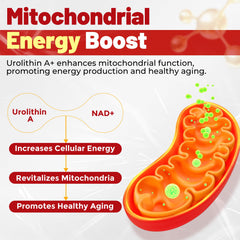Urolithin A Gummies label and supplement facts