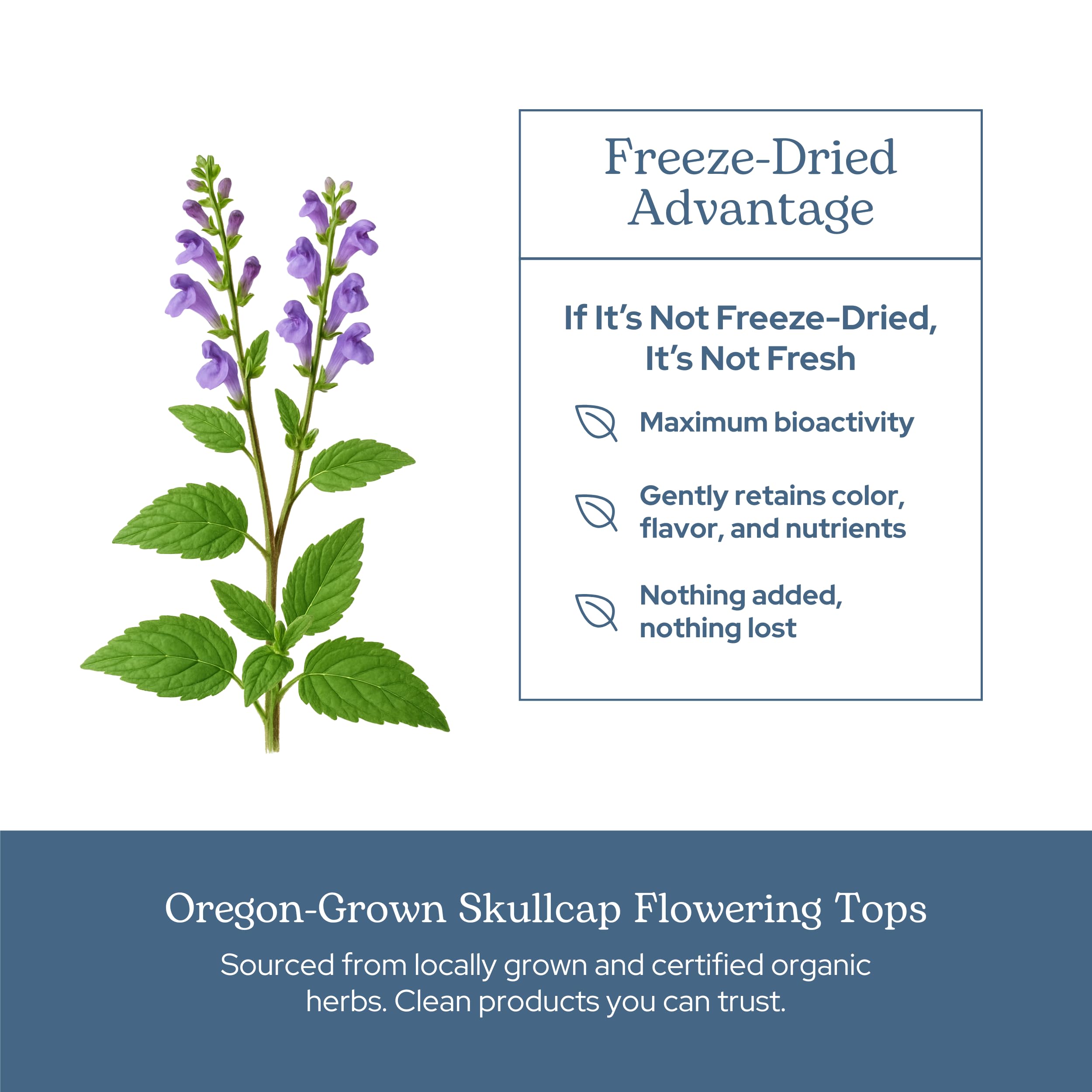 US-grown Skullcap farm source