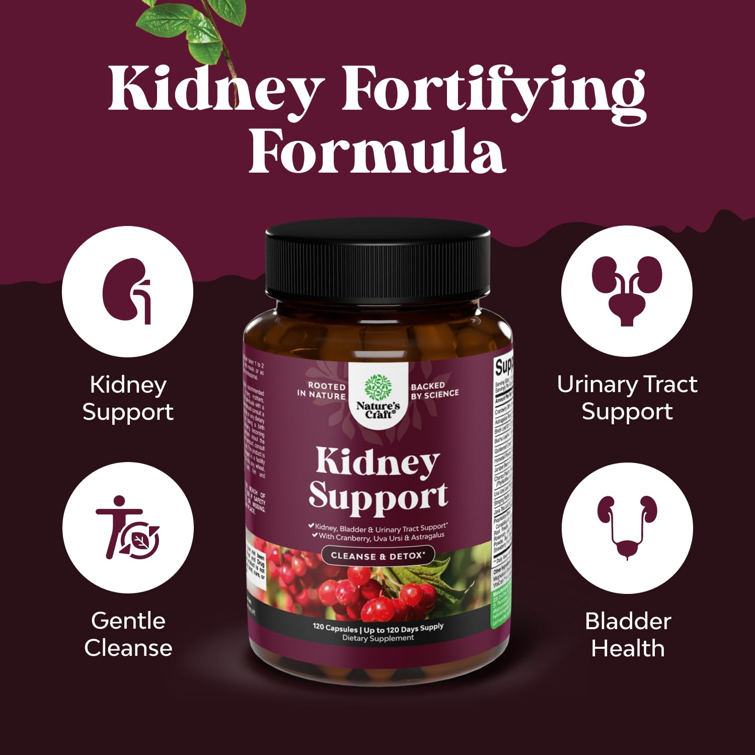 Uva Ursi herb for kidney health