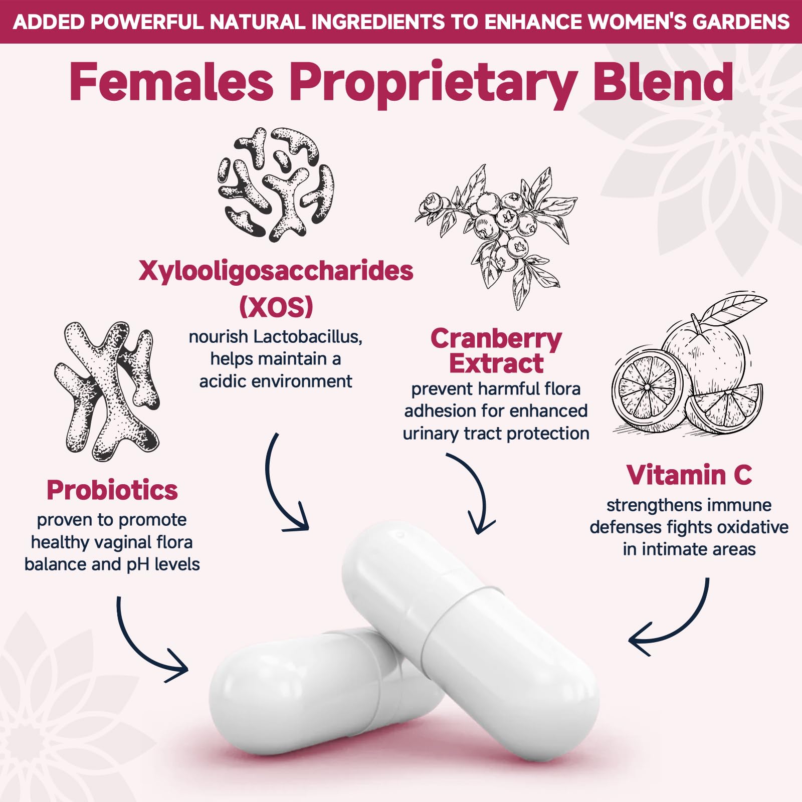 Illustration of Lactobacillus strains: L. rhamnosus, L. acidophilus, L. reuteri