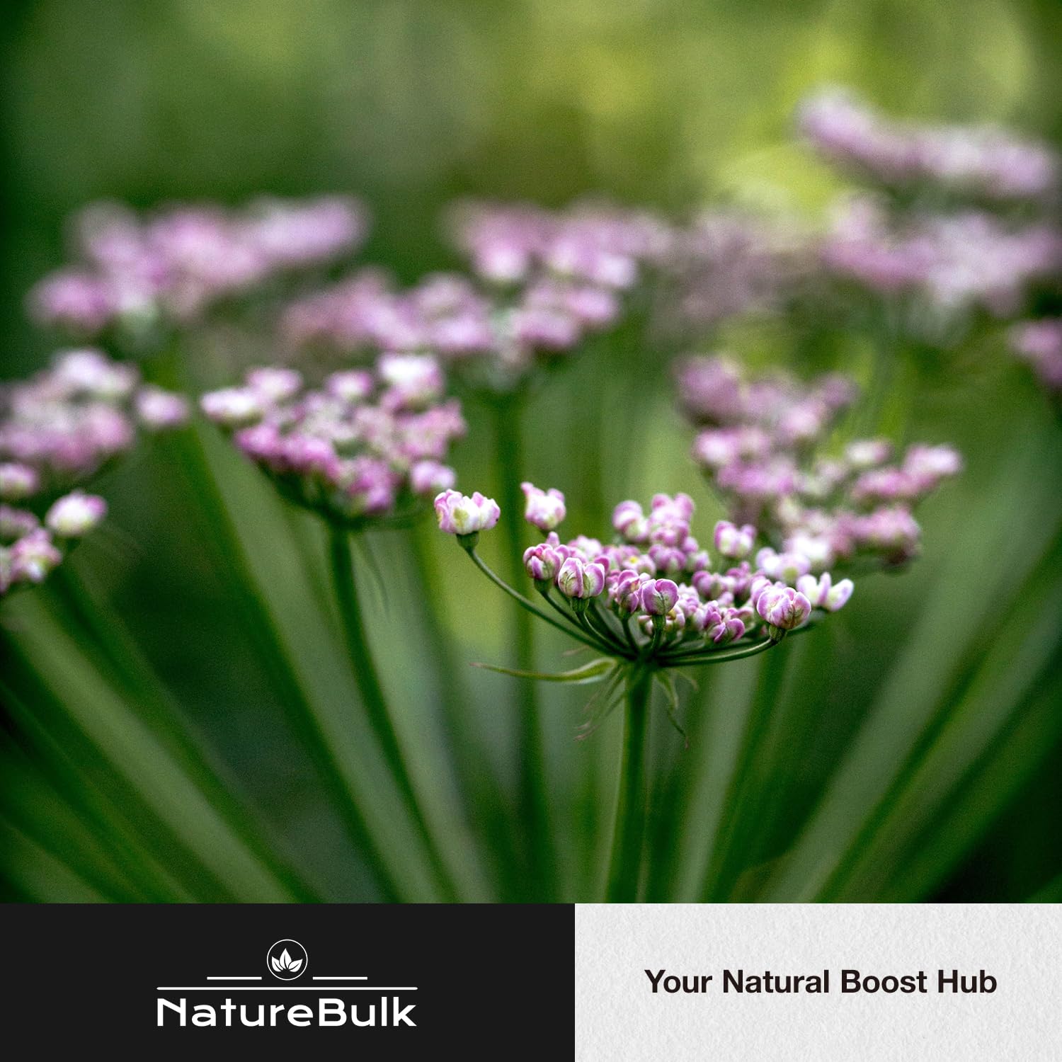 Sleep support concept with valerian capsules for restful night