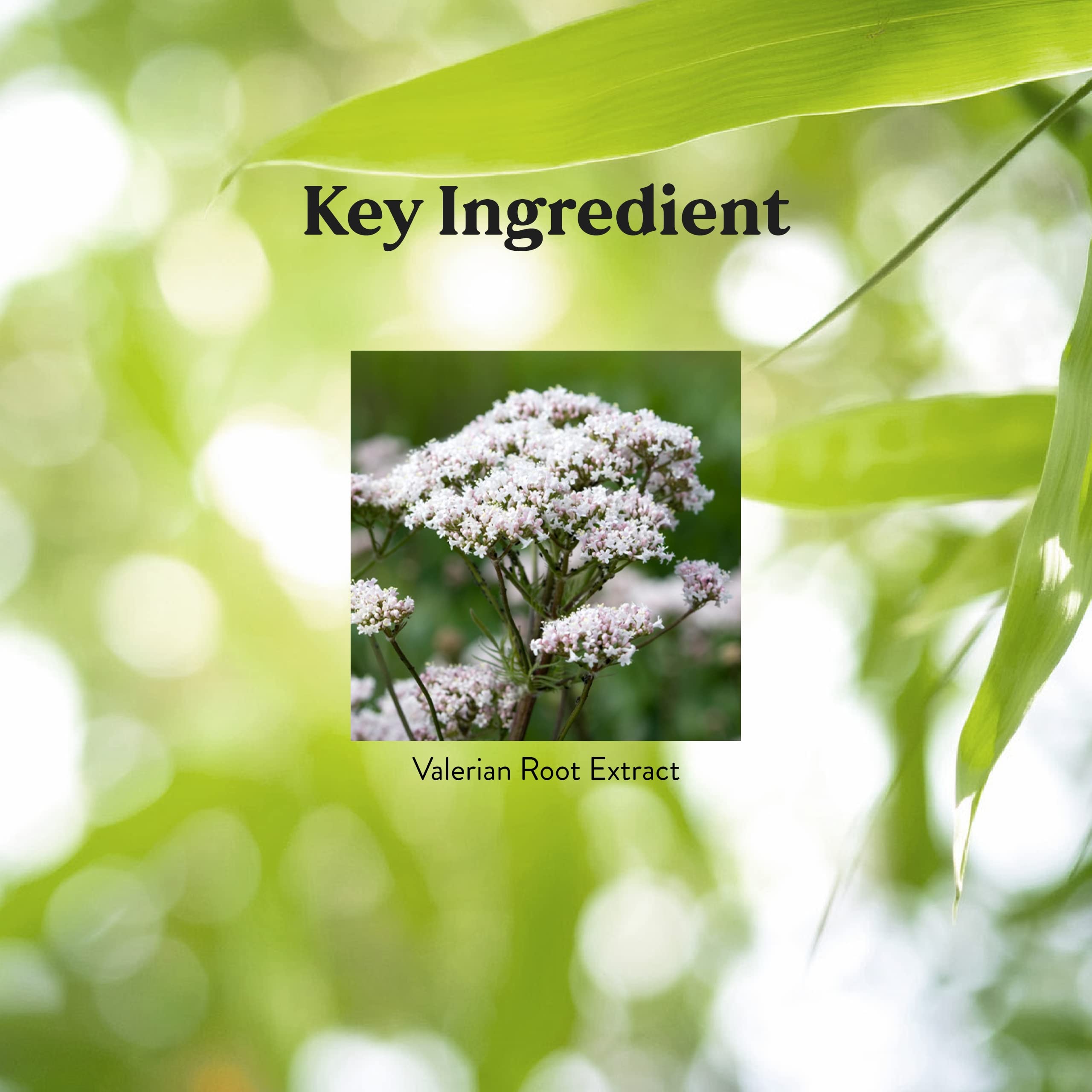 Close-up of valerian root extract capsules and label