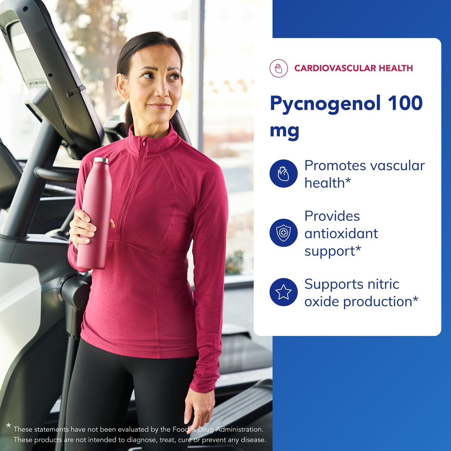 Graphic illustrating vascular health support from Pycnogenol