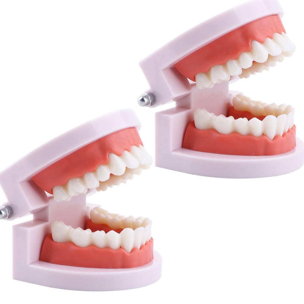 Vctitil 2-piece standard tooth model set with 28 teeth and meat powder gums