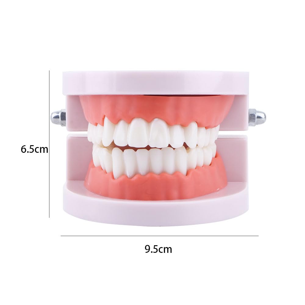 Close-up view of realistic tooth anatomy in the Vctitil model