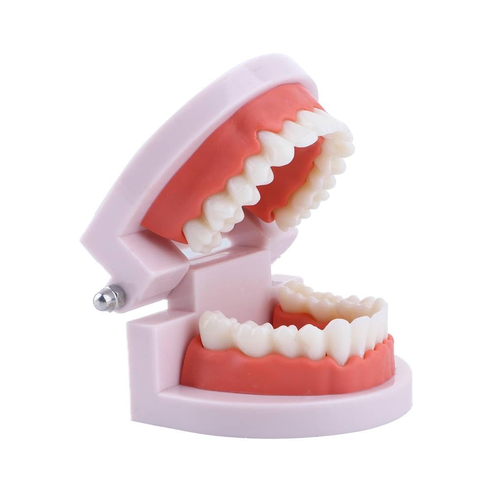 Meat powder gums included for realistic oral education scenarios