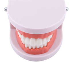 Hands-on brushing practice using the standard tooth models