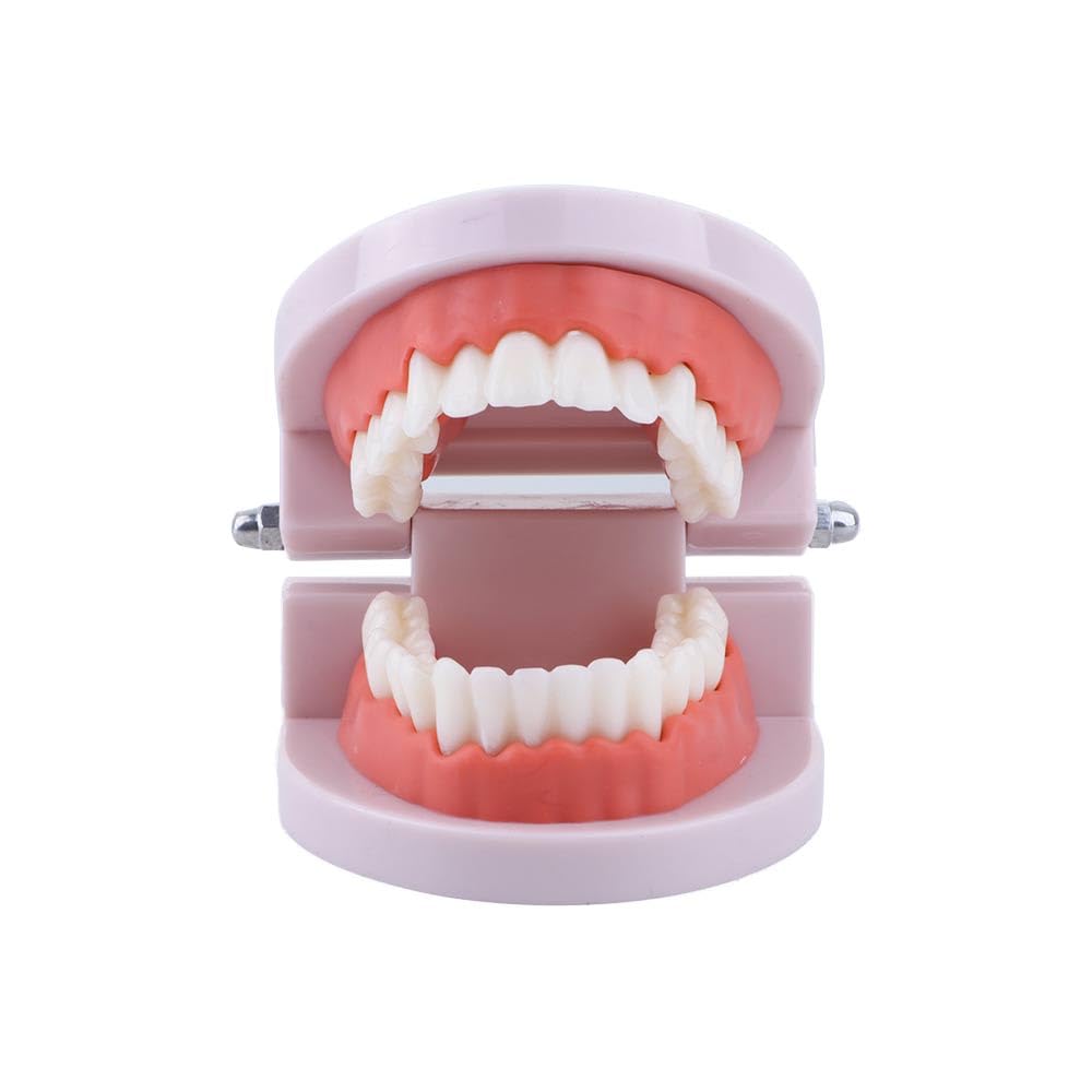 Educational visuals showing tooth decay and gum health features