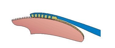 Slats applying natural tongue gel for fresh breath