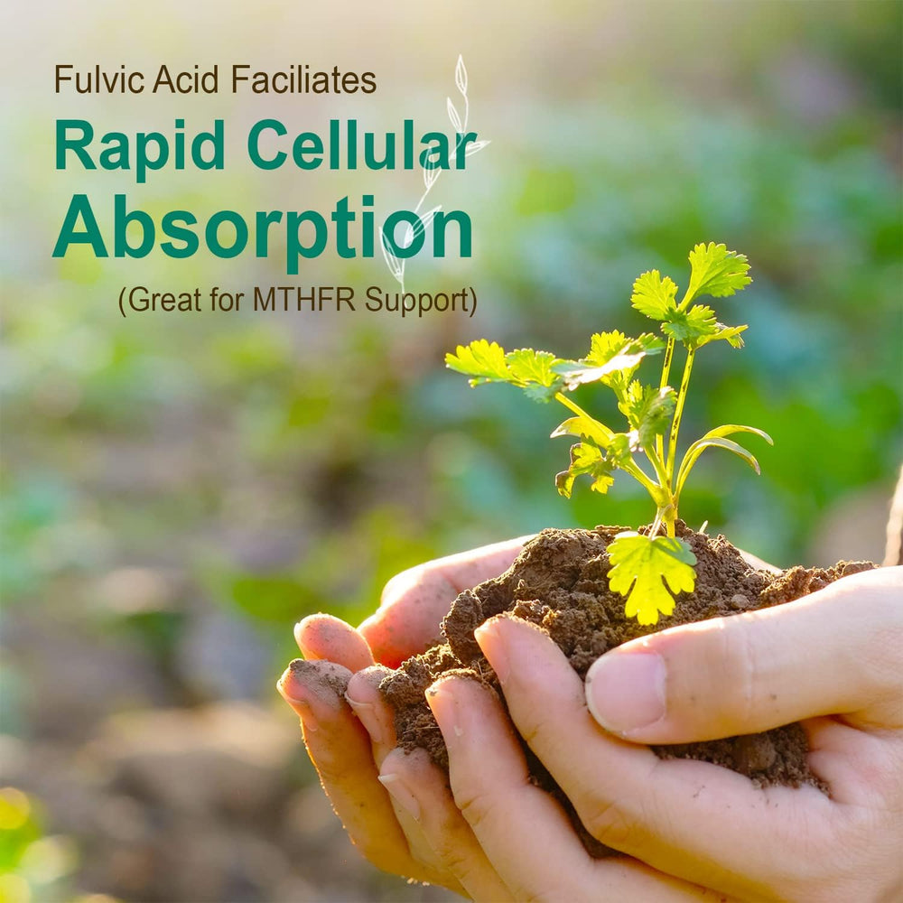 MTHFR support illustration for the supplement