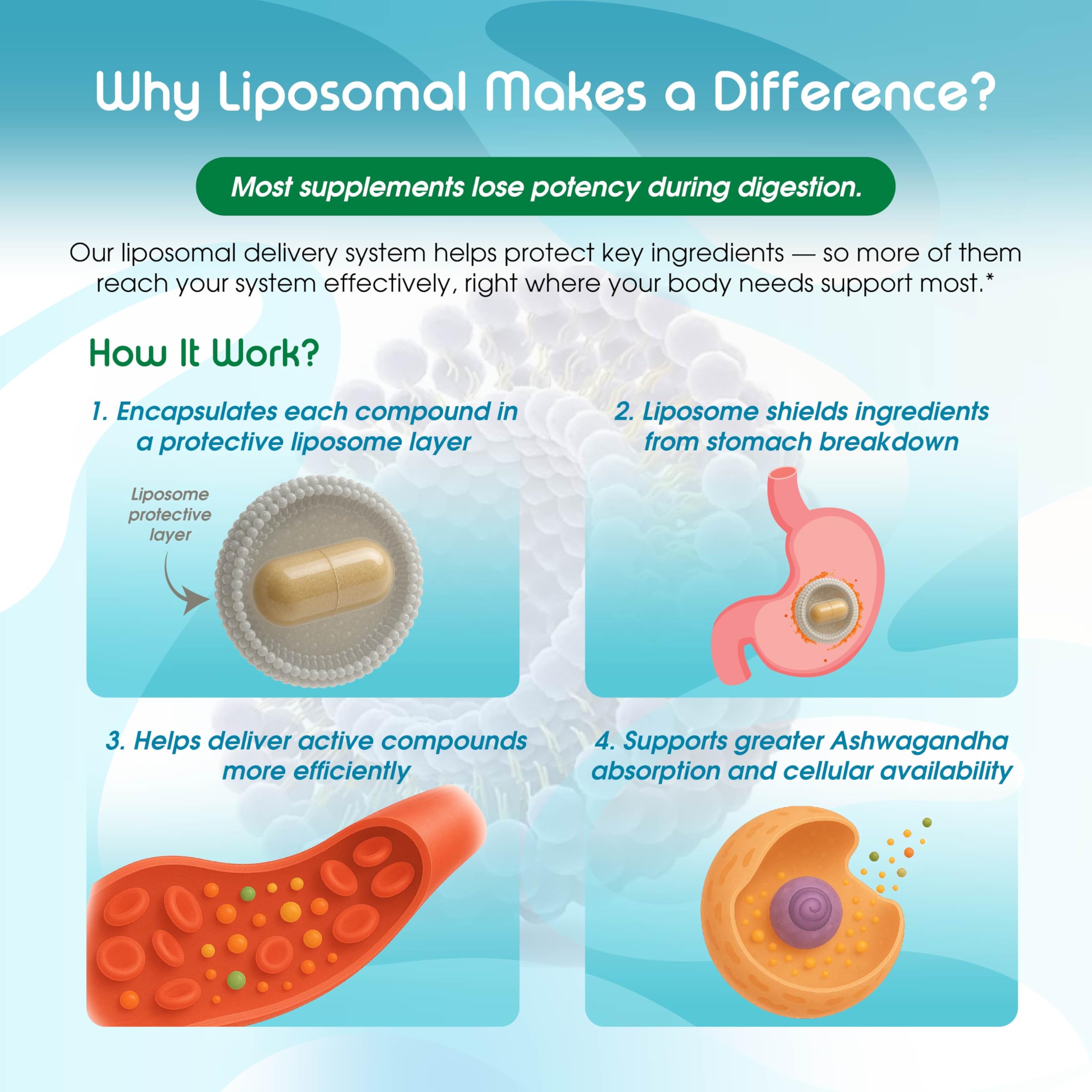 Ashwagandha and natural ingredients used in the formula