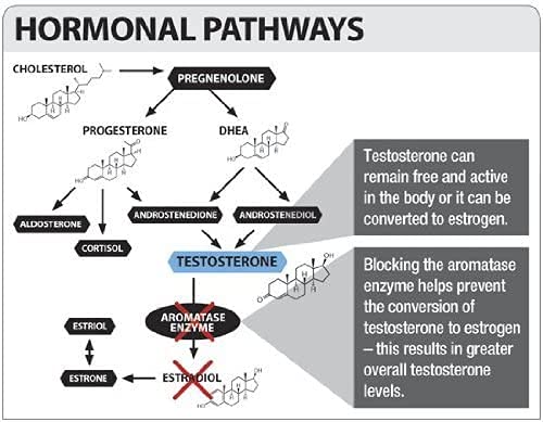 VMI Sports Arimidrol capsules shown for a convenient 30-day training cycle.