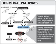 VMI Sports Arimidrol capsules shown for a convenient 30-day training cycle.