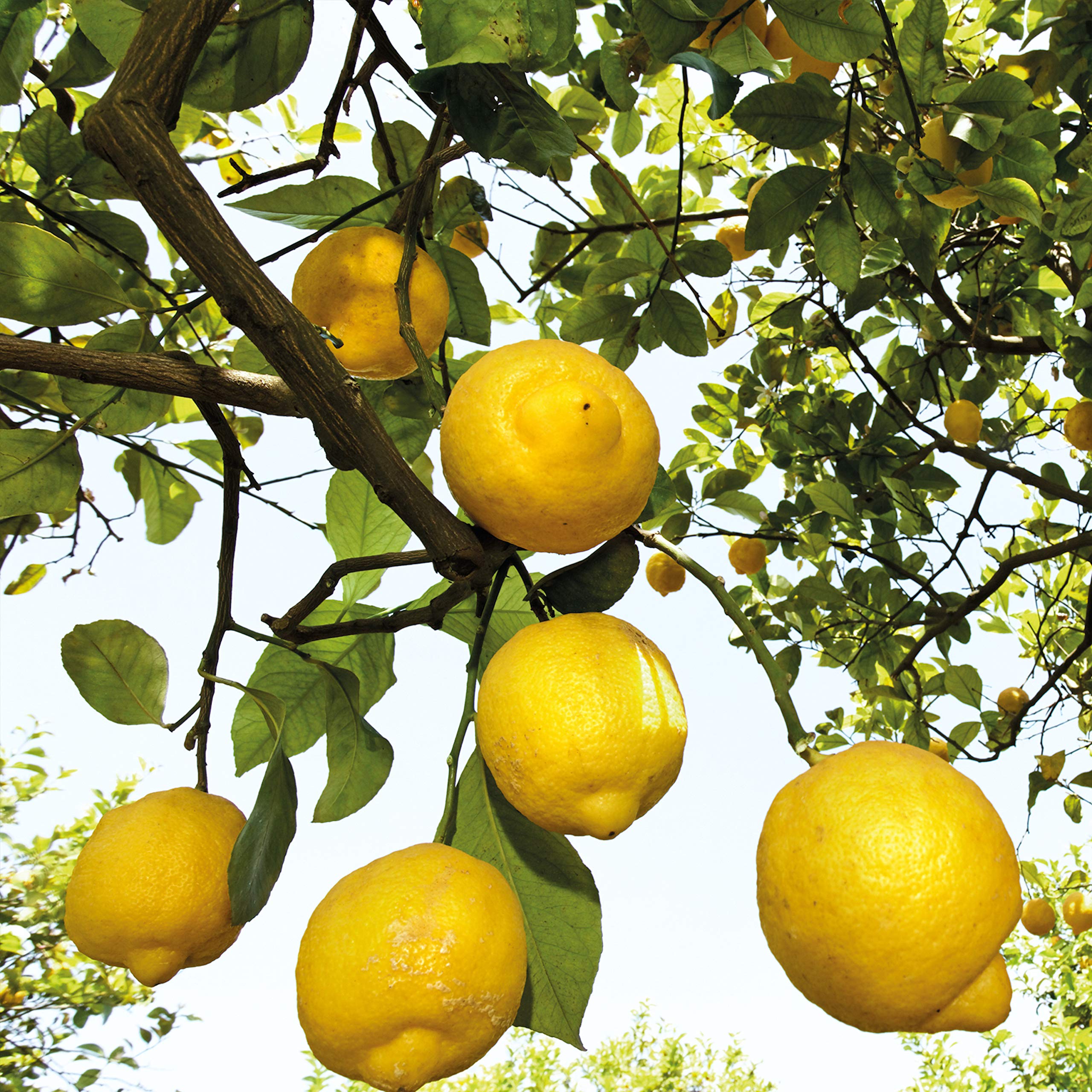 Weleda Citrus Deodorant ingredients featuring lemon and litsea cubeba
