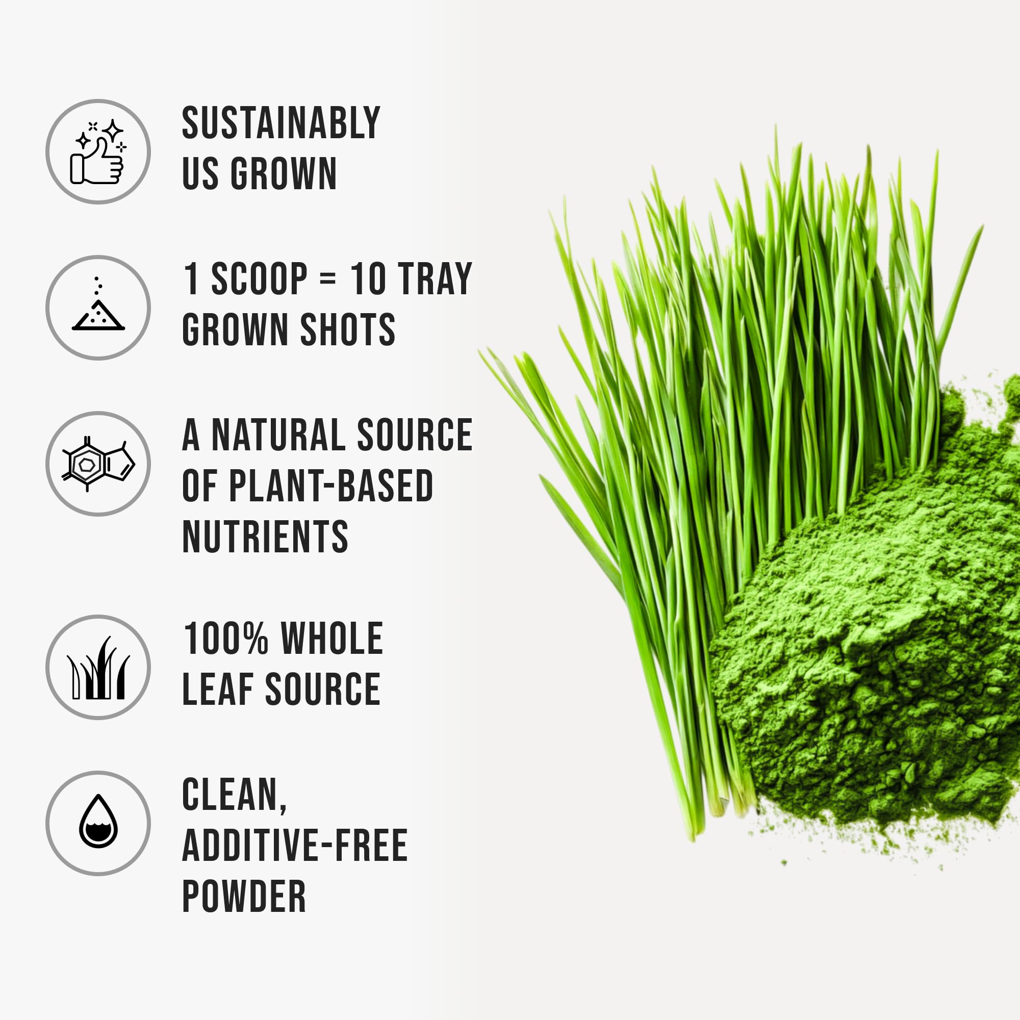 Scoop of wheatgrass powder beside a glass of smoothie