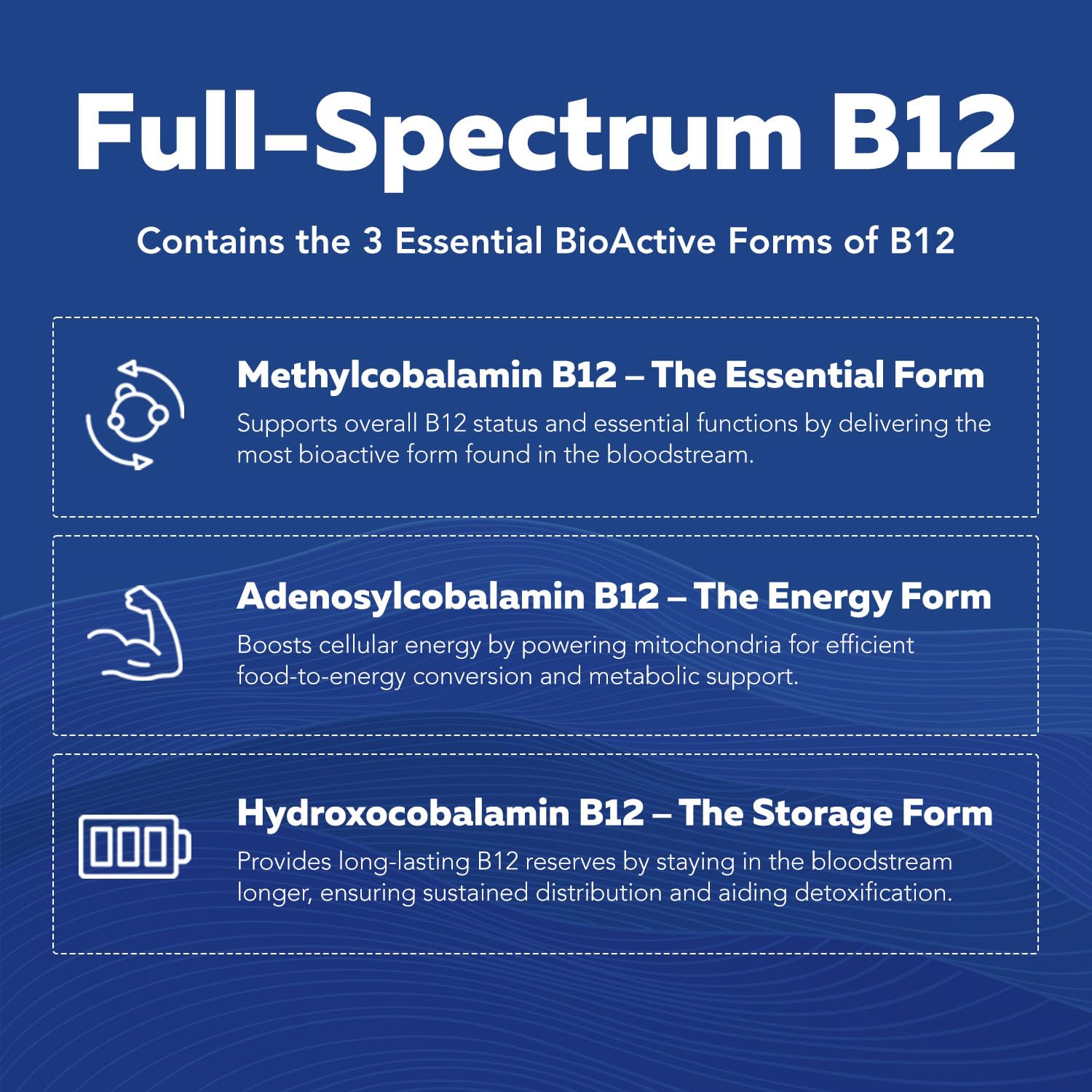 Illustration of full-spectrum bioactive B vitamins for wellness