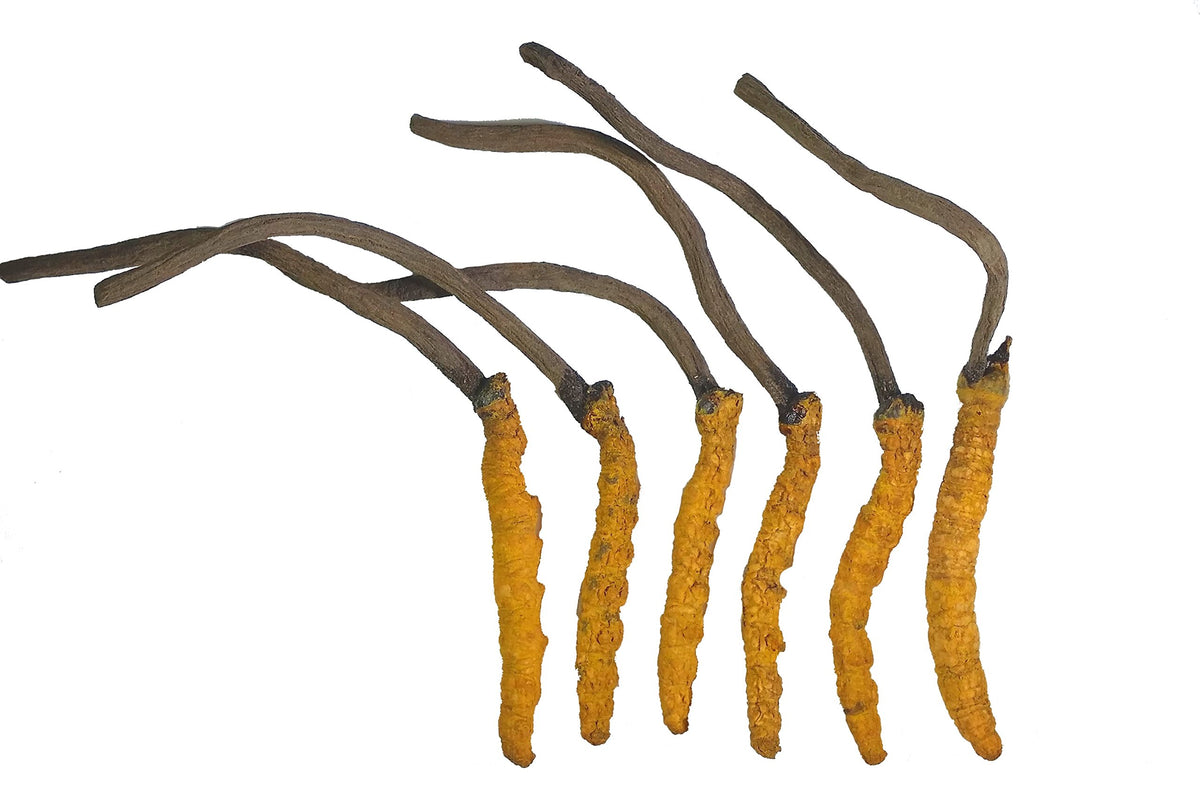 Wild Himalayan Cordyceps Sinensis mushrooms in metal tin