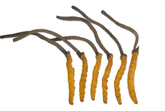 Wild Himalayan Cordyceps Sinensis mushrooms in metal tin