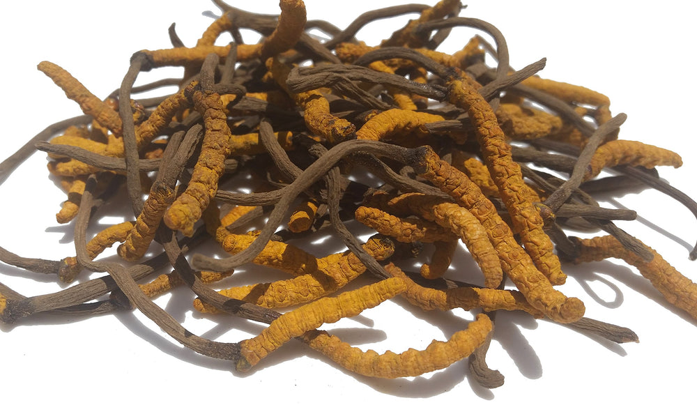 Dried Cordyceps sinensis pieces for authenticity