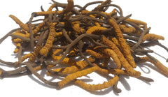 Dried Cordyceps sinensis pieces for authenticity