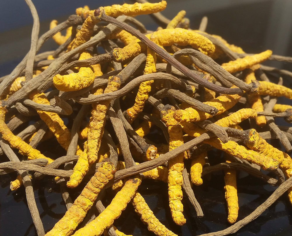Authentic wild Cordyceps sinensis harvested from the Himalayas