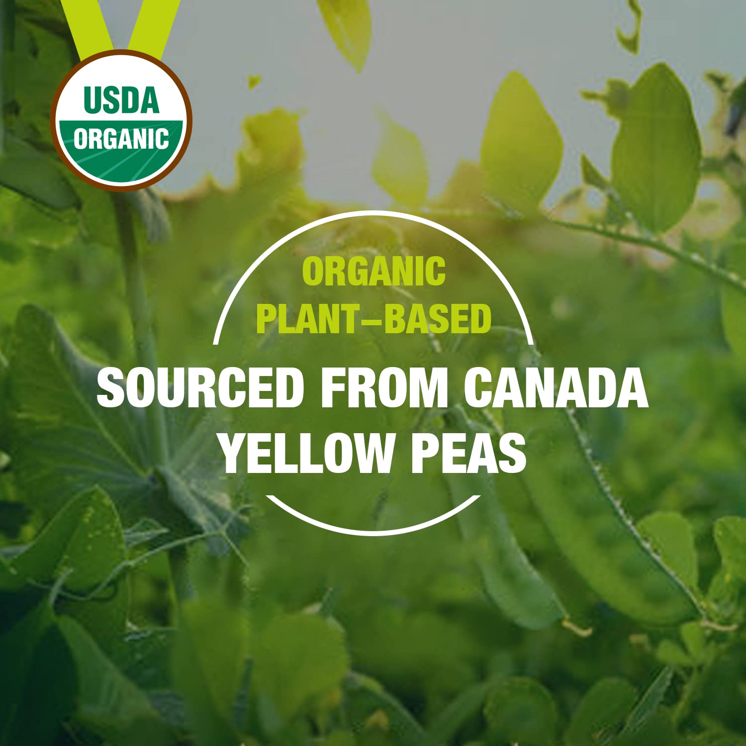 Zammex Organic Pea Protein Powder sourced from Canadian yellow peas.