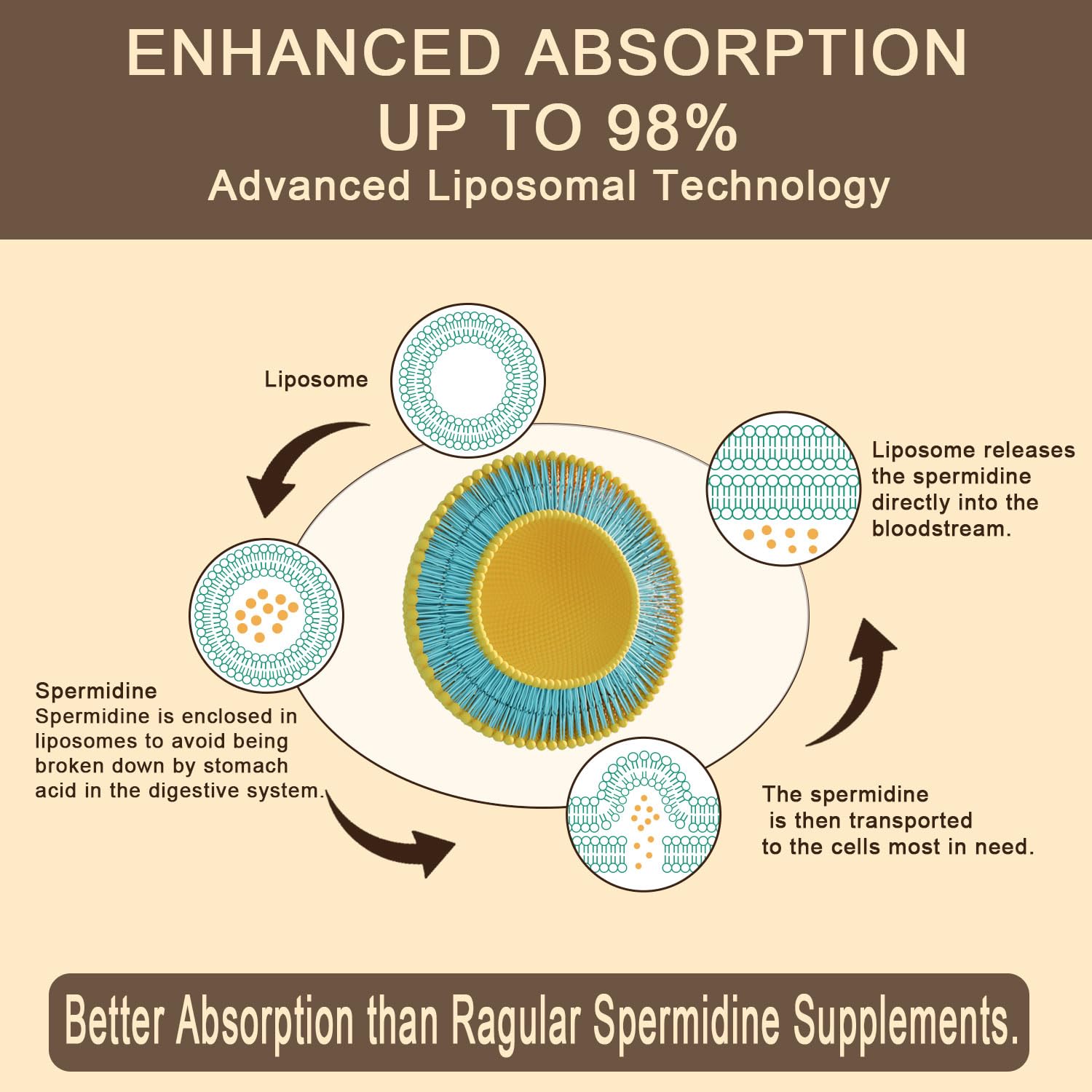 Zinc and thiamine alongside spermidine for immune and energy support